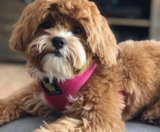 Shih Poo Puppies For Sale Premier Pups