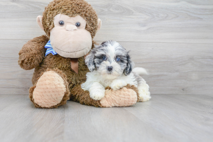 Meet Adele - our Shih Poo Puppy Photo 1/3 - Premier Pups