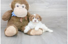Meet Adele - our Shih Poo Puppy Photo 1/3 - Premier Pups