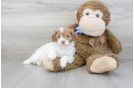 Meet Adele - our Shih Poo Puppy Photo 2/3 - Premier Pups
