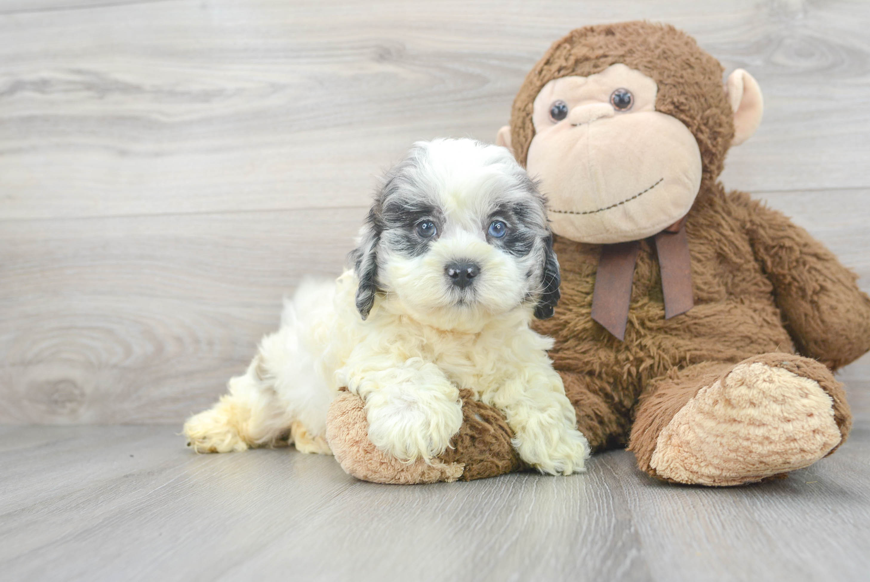 teddy bear puppies for sale in hampshire