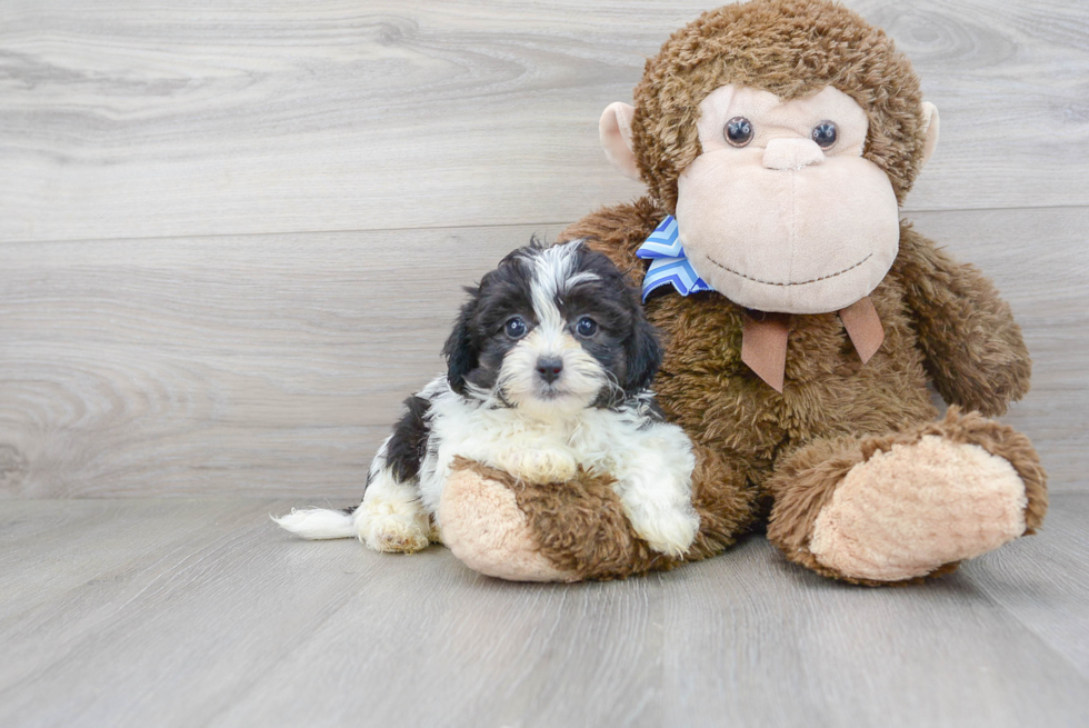 Hypoallergenic Shihpoo Poodle Mix Puppy