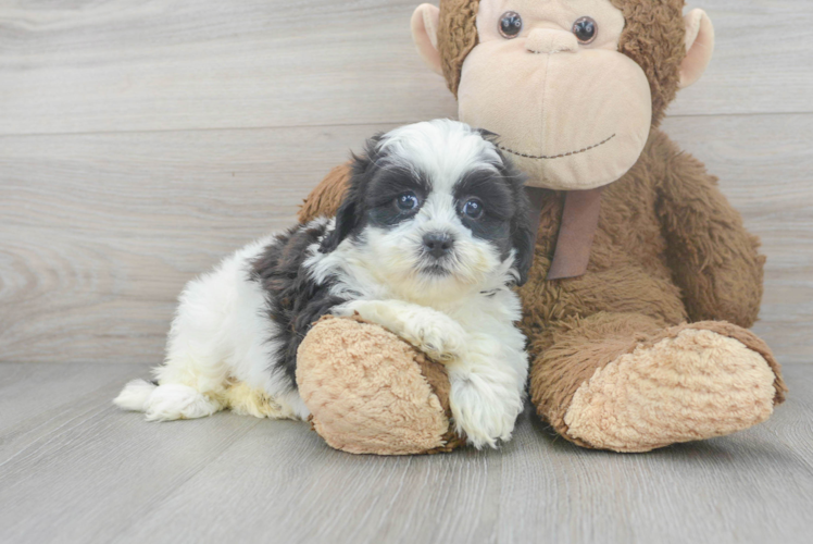 Meet Alexis - our Shih Poo Puppy Photo 1/3 - Premier Pups