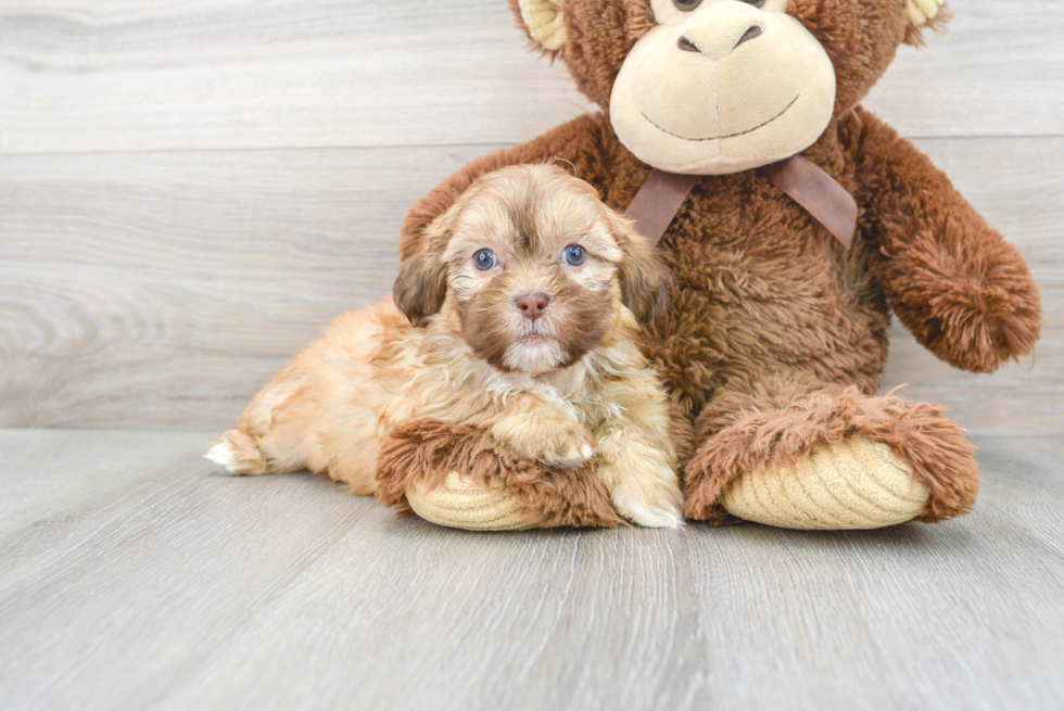 Meet Alvin - our Shih Poo Puppy Photo 1/3 - Premier Pups