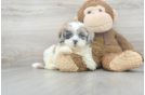 Meet Alvin - our Shih Poo Puppy Photo 2/3 - Premier Pups