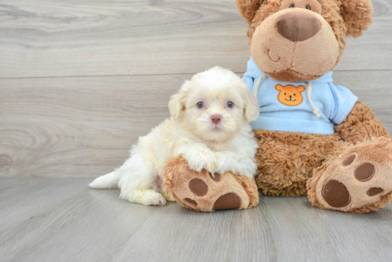 Little Shih Poo Poodle Mix Puppy