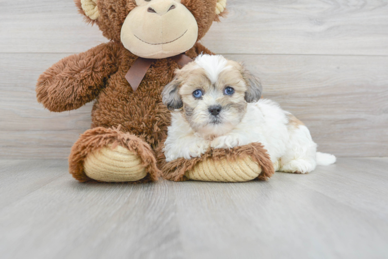 Meet Andy - our Shih Poo Puppy Photo 1/3 - Premier Pups