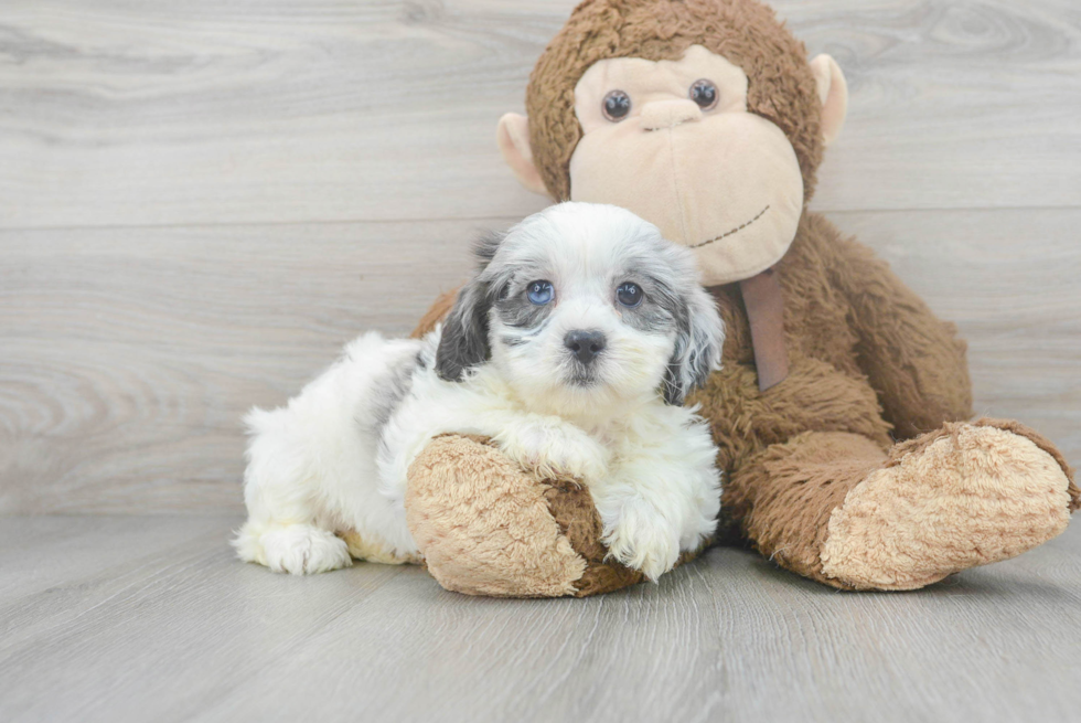 Hypoallergenic Shih Poo Poodle Mix Puppy
