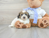 7 week old Shih Poo Puppy For Sale - Premier Pups