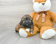 7 week old Shih Poo Puppy For Sale - Premier Pups