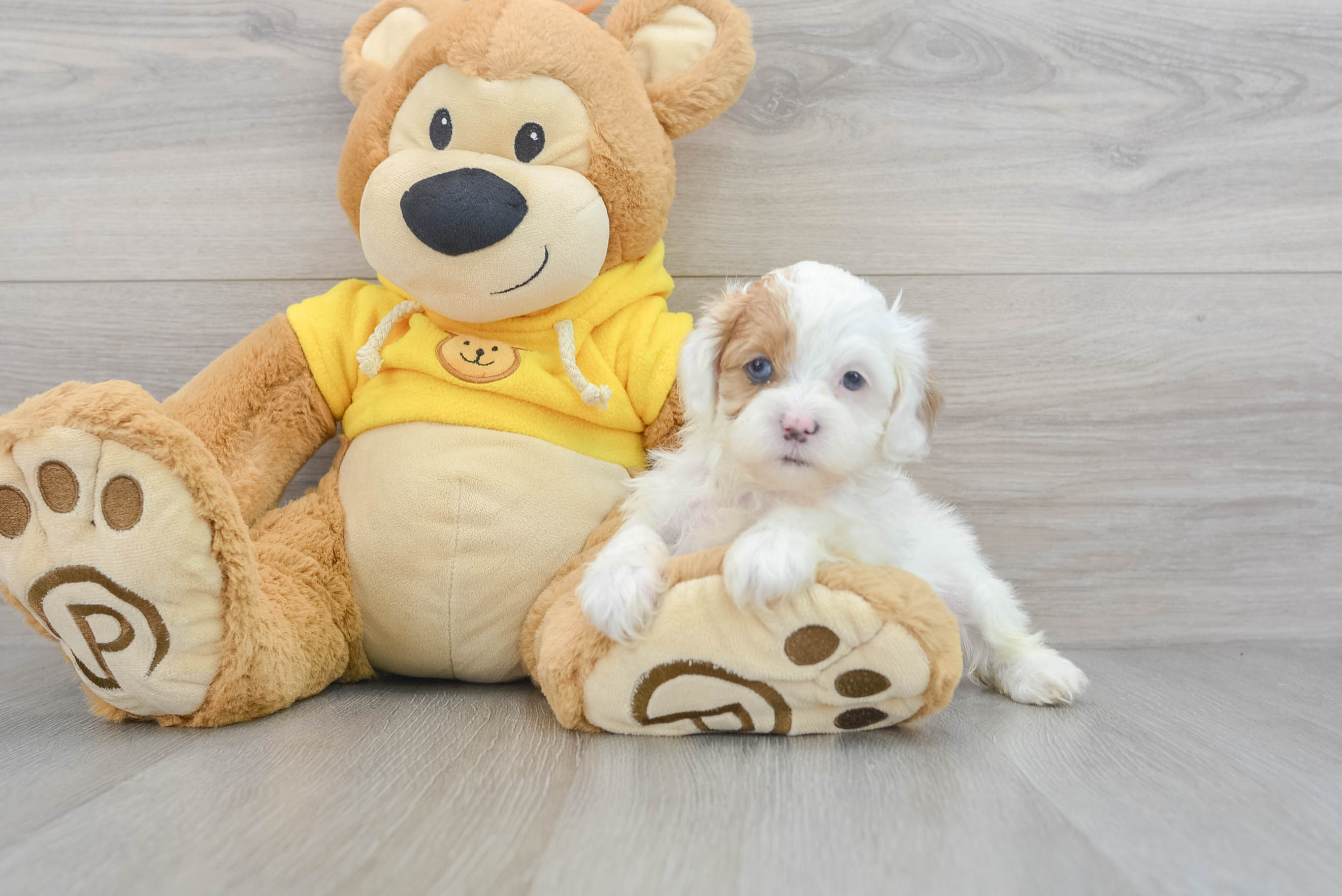 Teddy dog outlet for sale