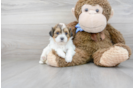 Meet Becky - our Shih Poo Puppy Photo 2/3 - Premier Pups