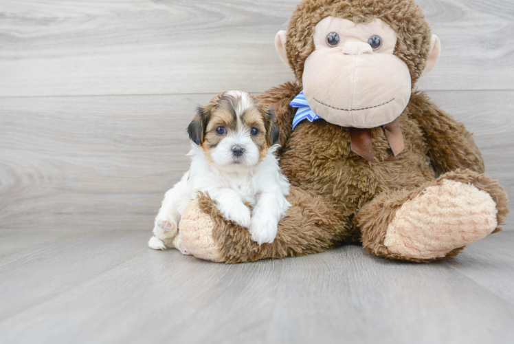 Meet Becky - our Shih Poo Puppy Photo 2/3 - Premier Pups