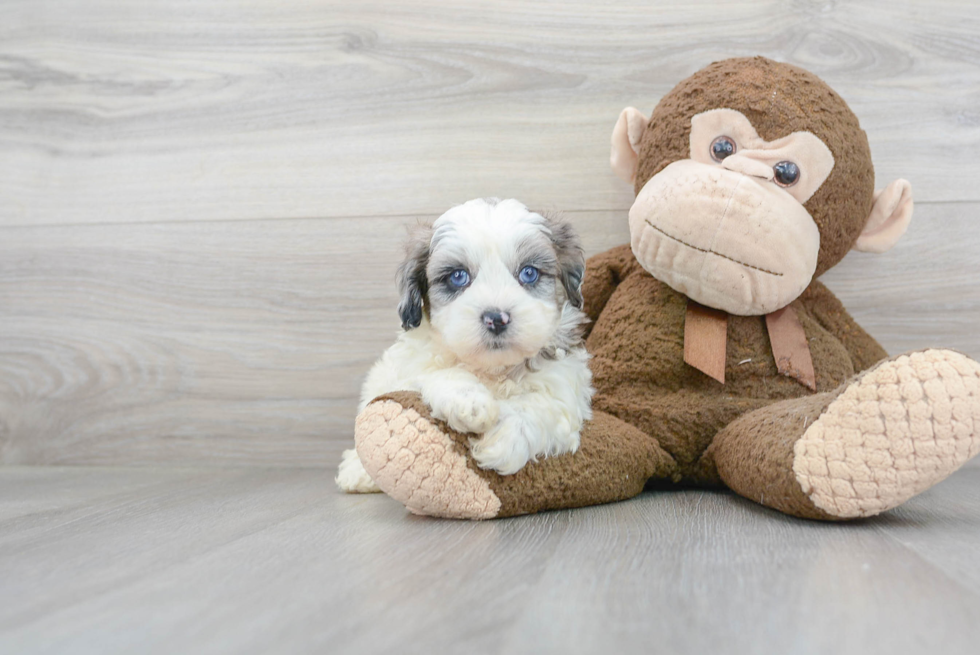 Meet Beth - our Shih Poo Puppy Photo 2/3 - Premier Pups