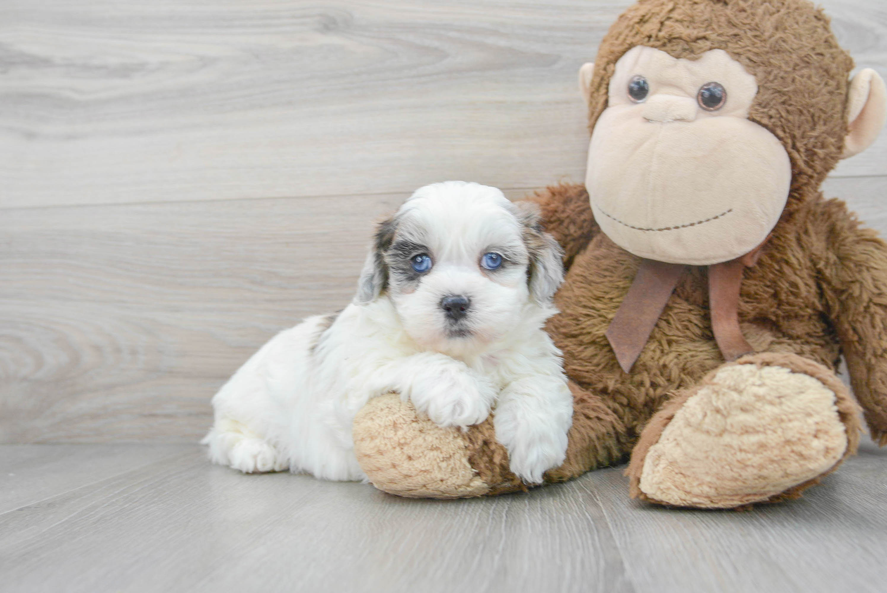 toy shih poo for sale