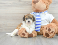 7 week old Shih Poo Puppy For Sale - Premier Pups