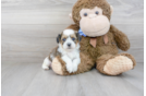 Meet Bruno - our Shih Poo Puppy Photo 1/3 - Premier Pups