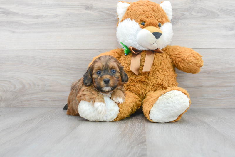 Meet Brutus - our Shih Poo Puppy Photo 1/3 - Premier Pups