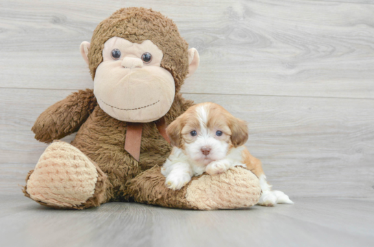 Best Shih Poo Baby