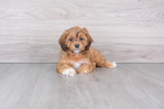 Little Shihpoo Poodle Mix Puppy