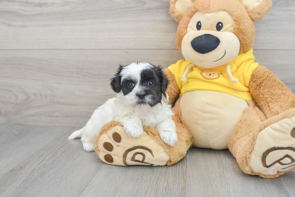 Shih Poo Puppy for Adoption