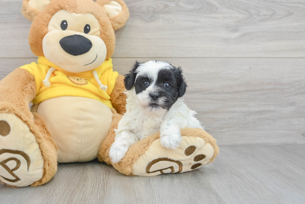 Cute Shih Poo Baby