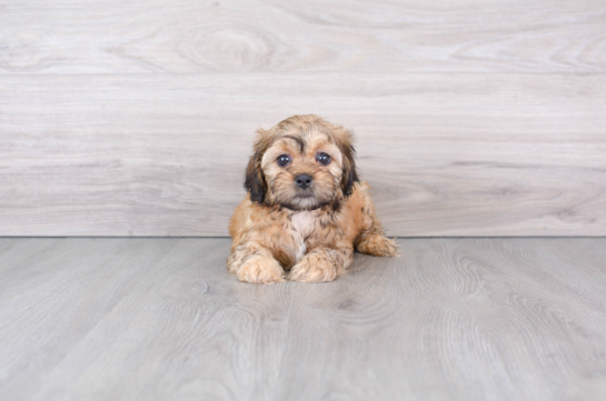 Little Shih Poo Poodle Mix Puppy