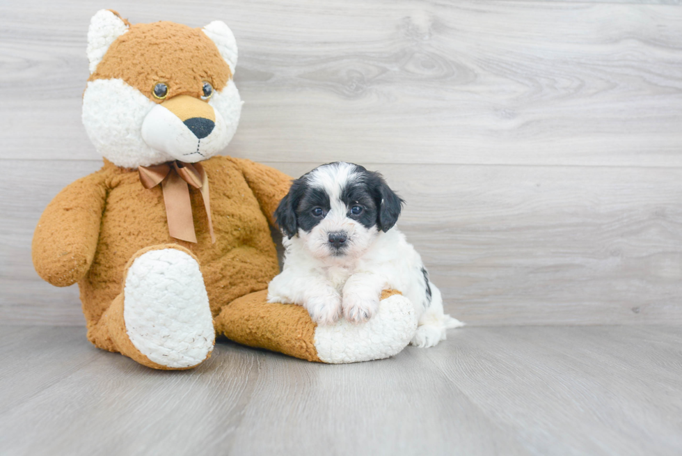 Small Shih Poo Baby