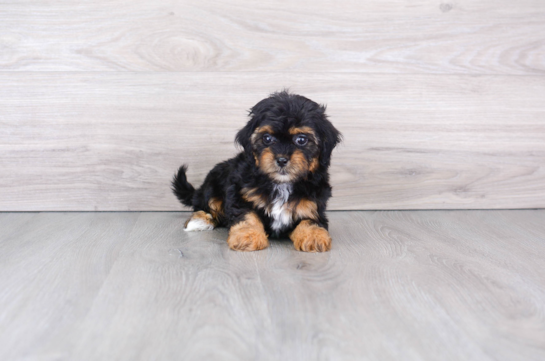 Little Shih Poo Poodle Mix Puppy