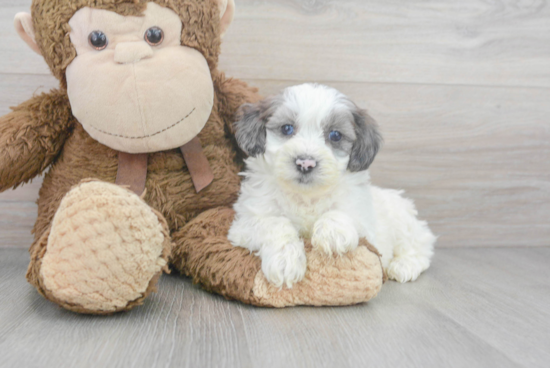 Smart Shih Poo Poodle Mix Pup