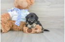 Best Shih Poo Baby