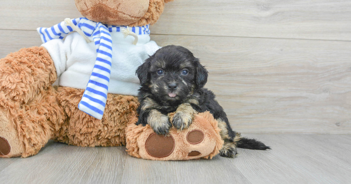 Sweet Shih Poo Declan: 3lb 11oz Doodle Puppy