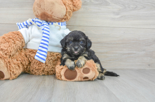 Best Shih Poo Baby