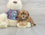 9 week old Shih Poo Puppy For Sale - Premier Pups