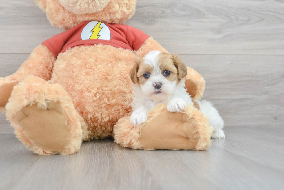 Shih Poo Puppy for Adoption