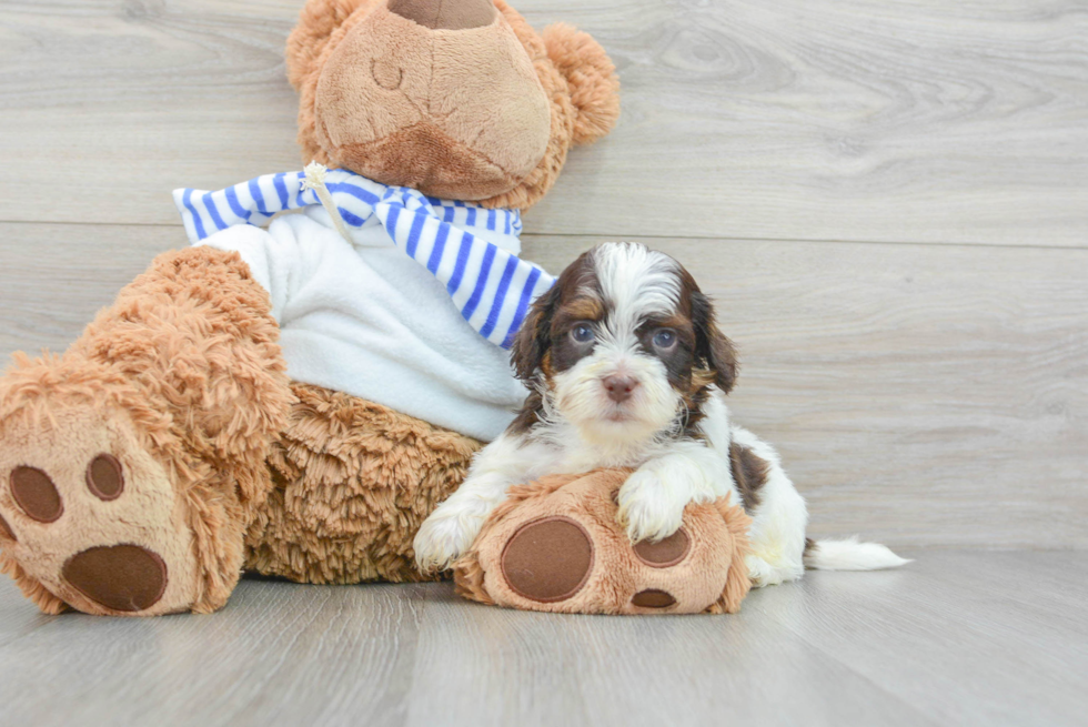 Shih Poo Puppy for Adoption