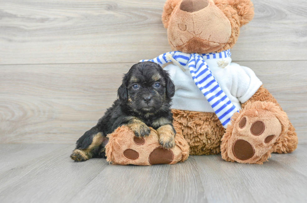6 week old Shih Poo Puppy For Sale - Premier Pups