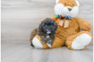 Meet Elijah - our Shih Poo Puppy Photo 2/3 - Premier Pups