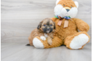Meet Emily - our Shih Poo Puppy Photo 1/3 - Premier Pups