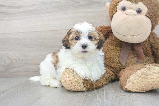 Best Shih Poo Baby