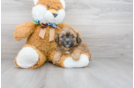 Meet Eve - our Shih Poo Puppy Photo 2/3 - Premier Pups