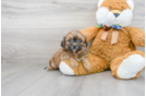 Meet Eve - our Shih Poo Puppy Photo 1/3 - Premier Pups