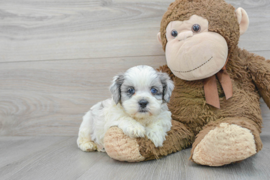 Shih Poo Pup Being Cute