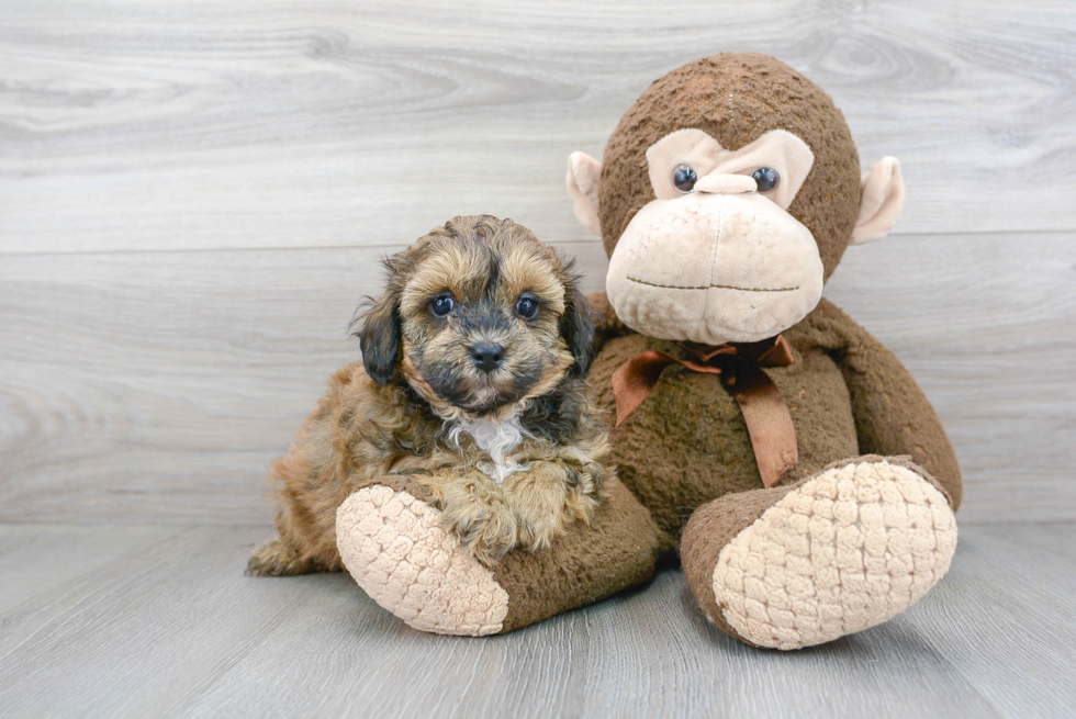 Shih Poo Puppy for Adoption