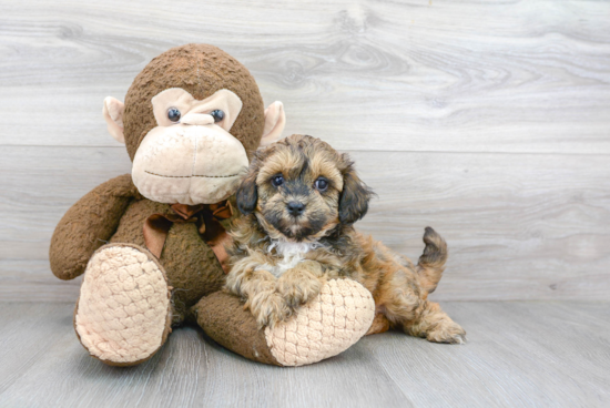 Popular Shih Poo Poodle Mix Pup