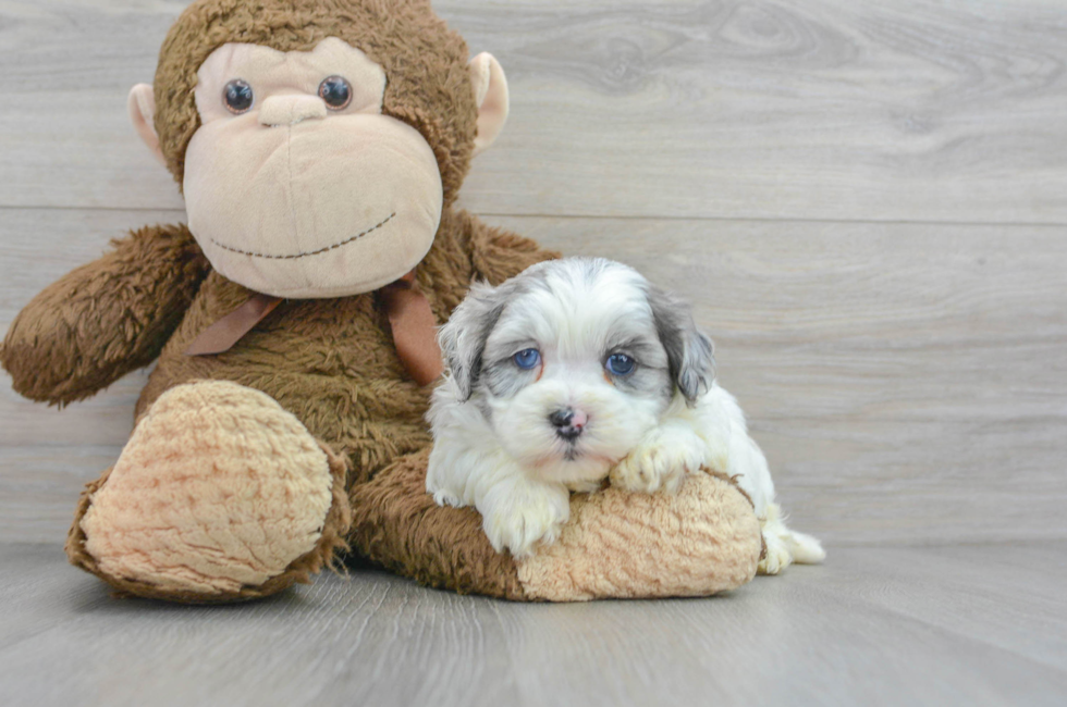 5 week old Shih Poo Puppy For Sale - Premier Pups