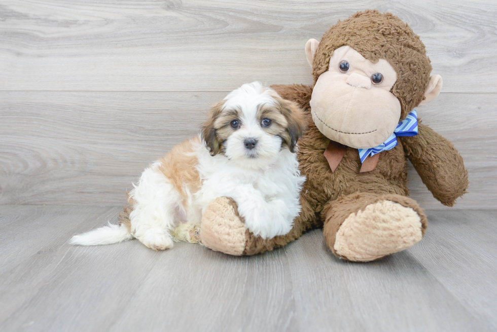 Playful Shihpoo Poodle Mix Puppy