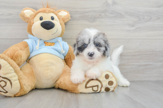 Best Shih Poo Baby