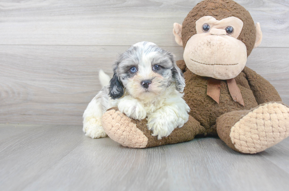 Shih Tzu Puppies for Sale Premier Pups located in Ohio