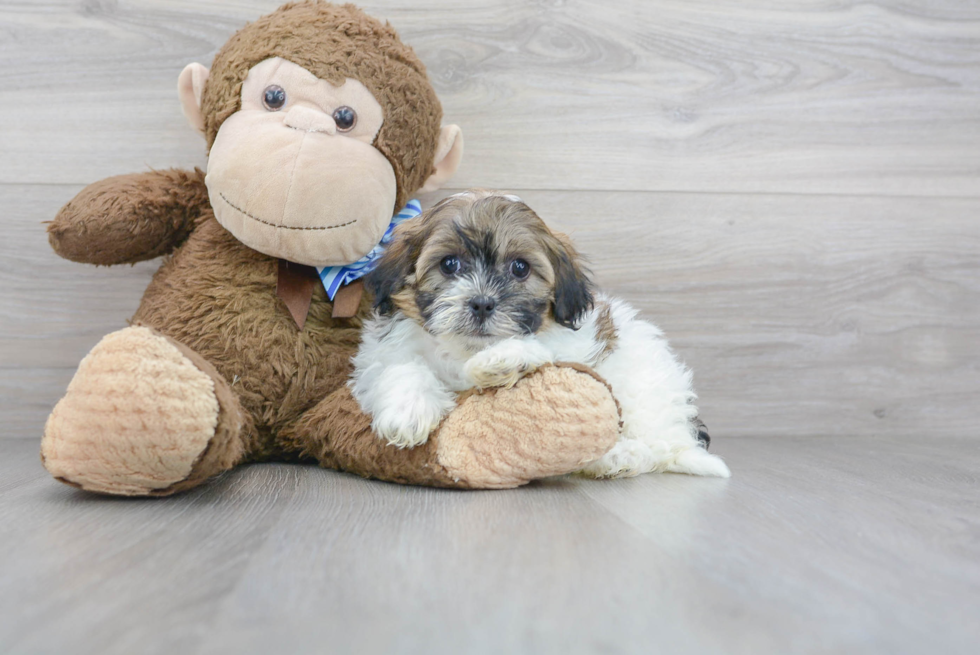 Meet Gatsby - our Shih Poo Puppy Photo 1/3 - Premier Pups